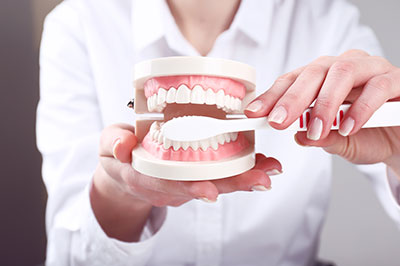 A person s hand holding a model of a human mouth and teeth, with the teeth showing signs of wear.